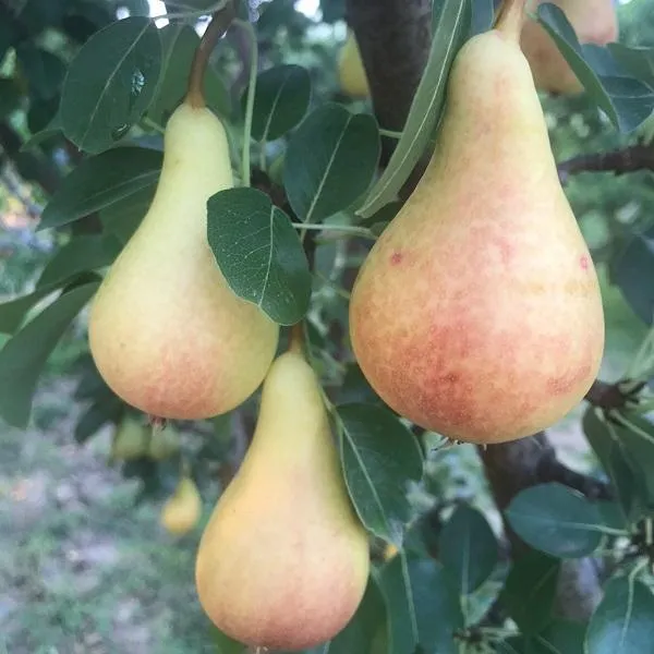 Junijska lepotica — sadež