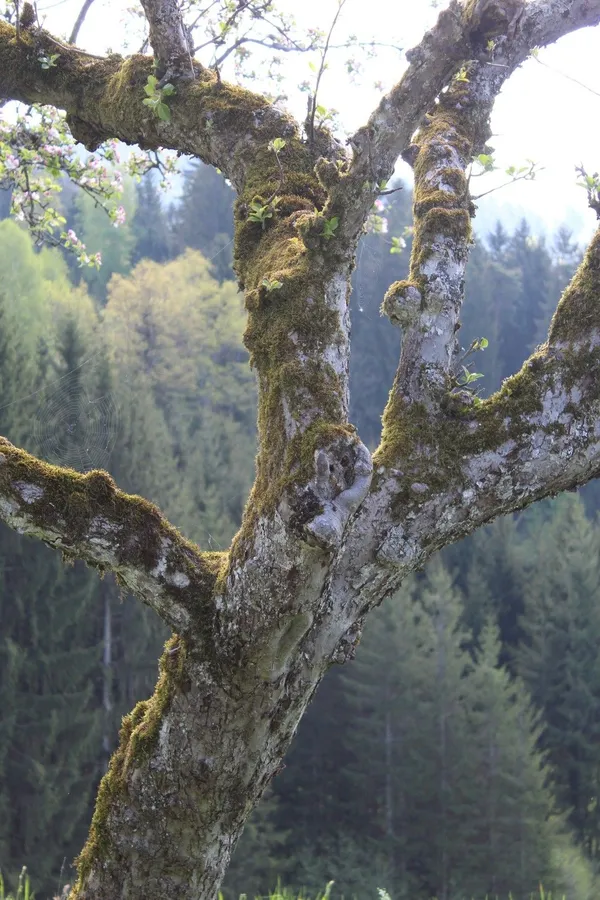 Kanadka — slika jablane