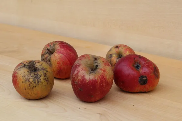 Koksova oranžna reneta — slika jabolka