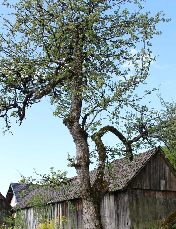 Koksova oranžna reneta — slika jablane