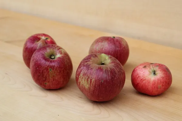 Krivopecelj — slika jabolka