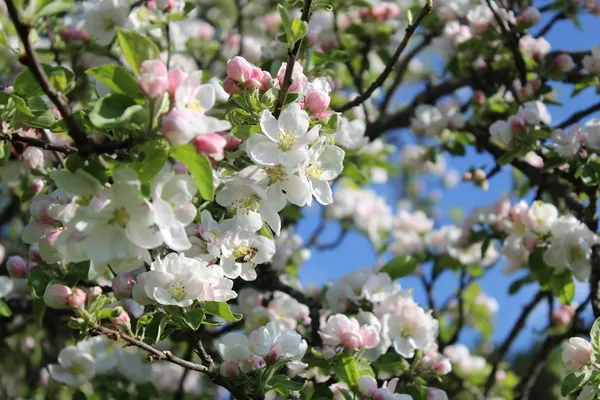 Pastorjevka — drevo