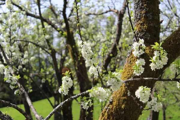 Apple blossoms